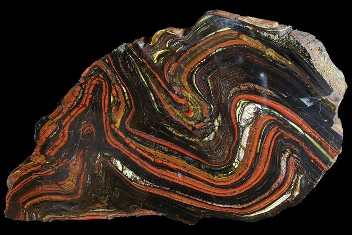 Polished Tiger Iron Stromatolite - ( Billion Years) #92981
